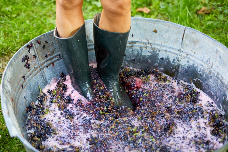 Grape stomping during harvest season