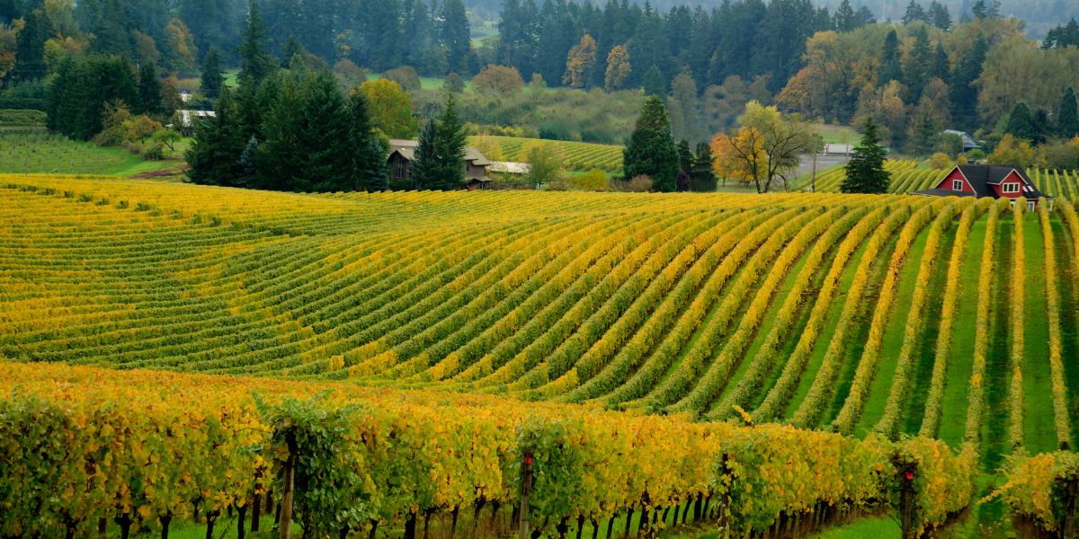Aerial view of Willamette Valley wineries and some of the best wineries