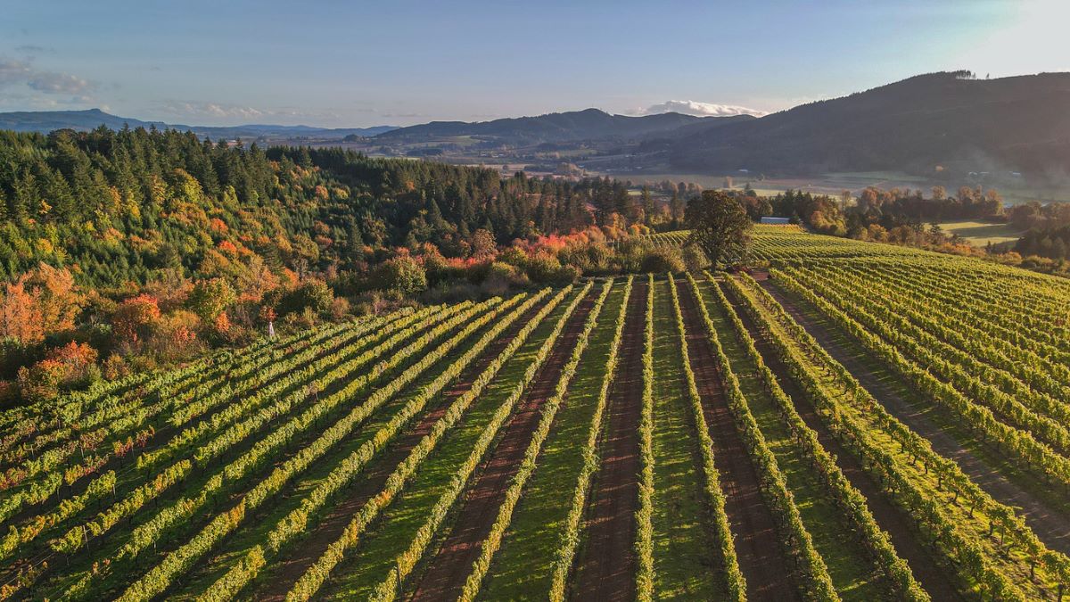 Aerial view of Willamette Valley wineries and some of the best wineries