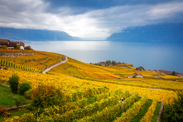 Beautiful view of Lavaux terraced vineyards