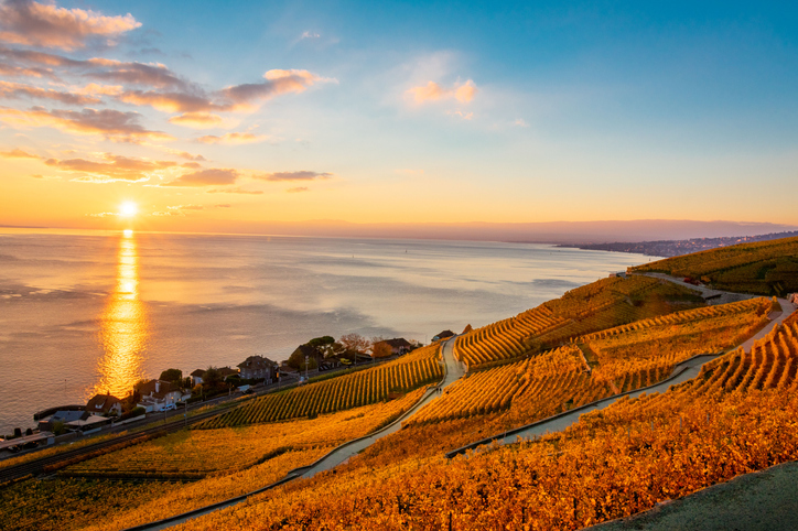 Vineyard views in Lavaux at sunset