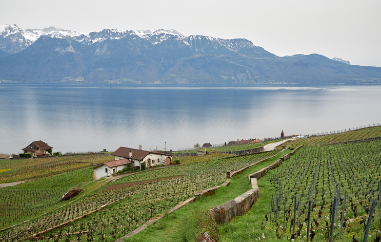Looking out over Lavaux vineyards