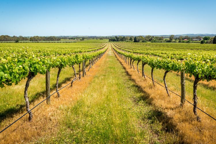 wine tours to barossa from adelaide