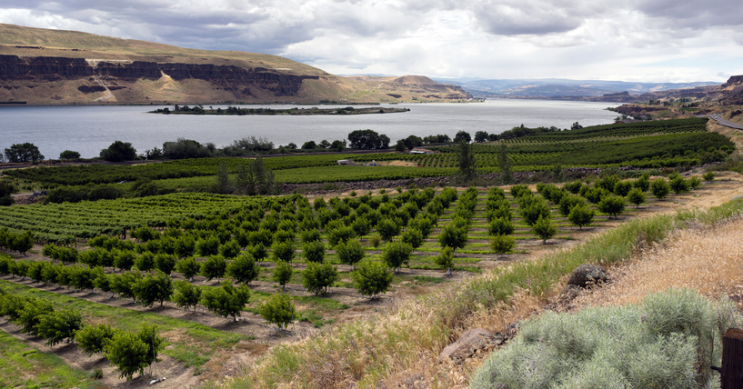 Vineyards pictured along the Columbia Valley river