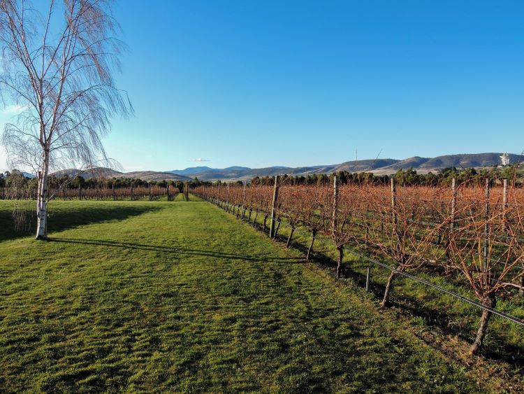 View of the vineyards in Tasmania