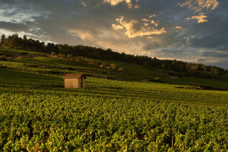 Vineyards in Beaune, Burgundy under a beautiful sky