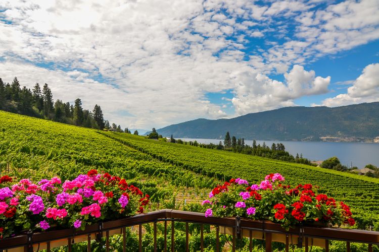 Beautiful vineyard view of a winery in Okanagan with great scenery