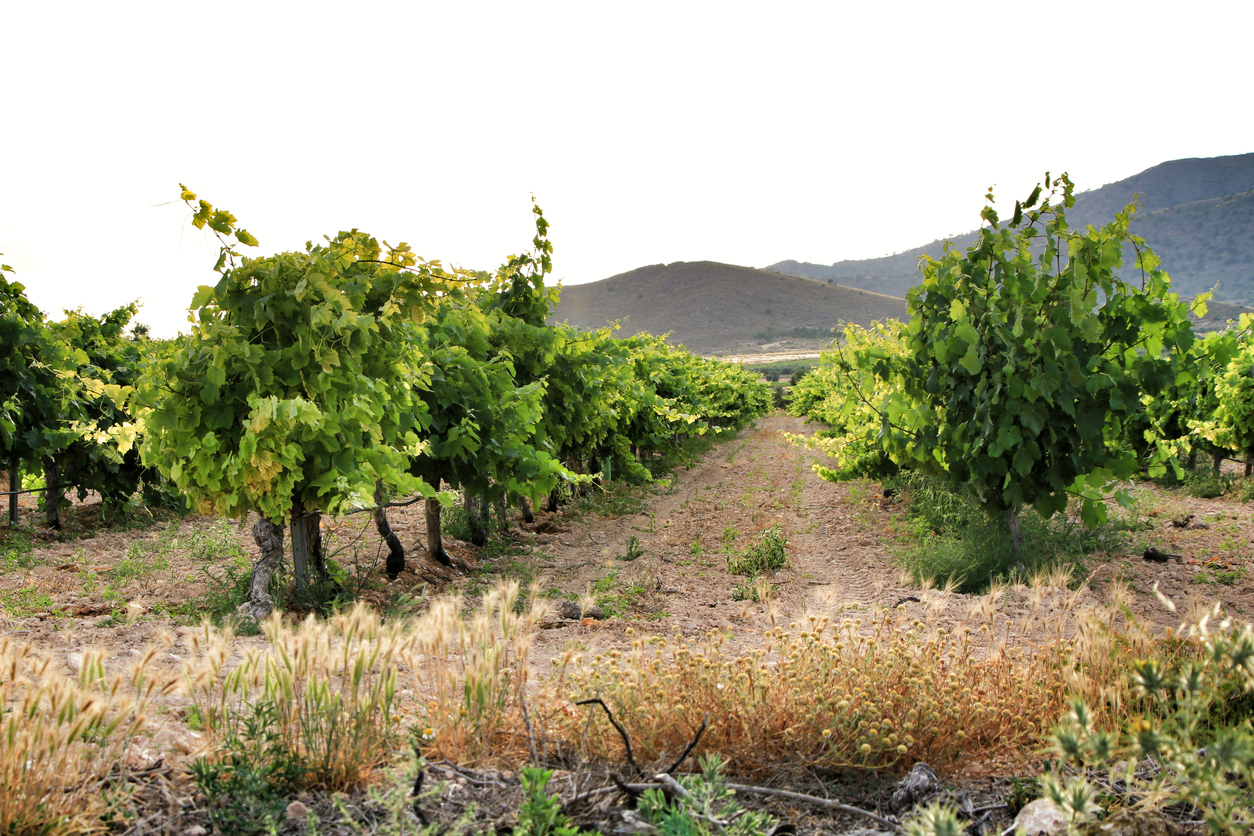 Jumilla vineyard in Spain