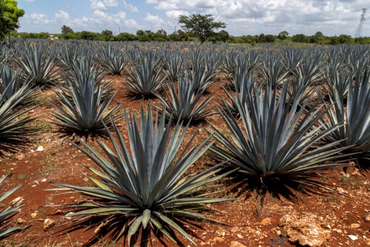 Agave plants used for Mezcal production in Mexico