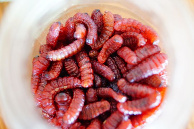 Worms in Mezcal