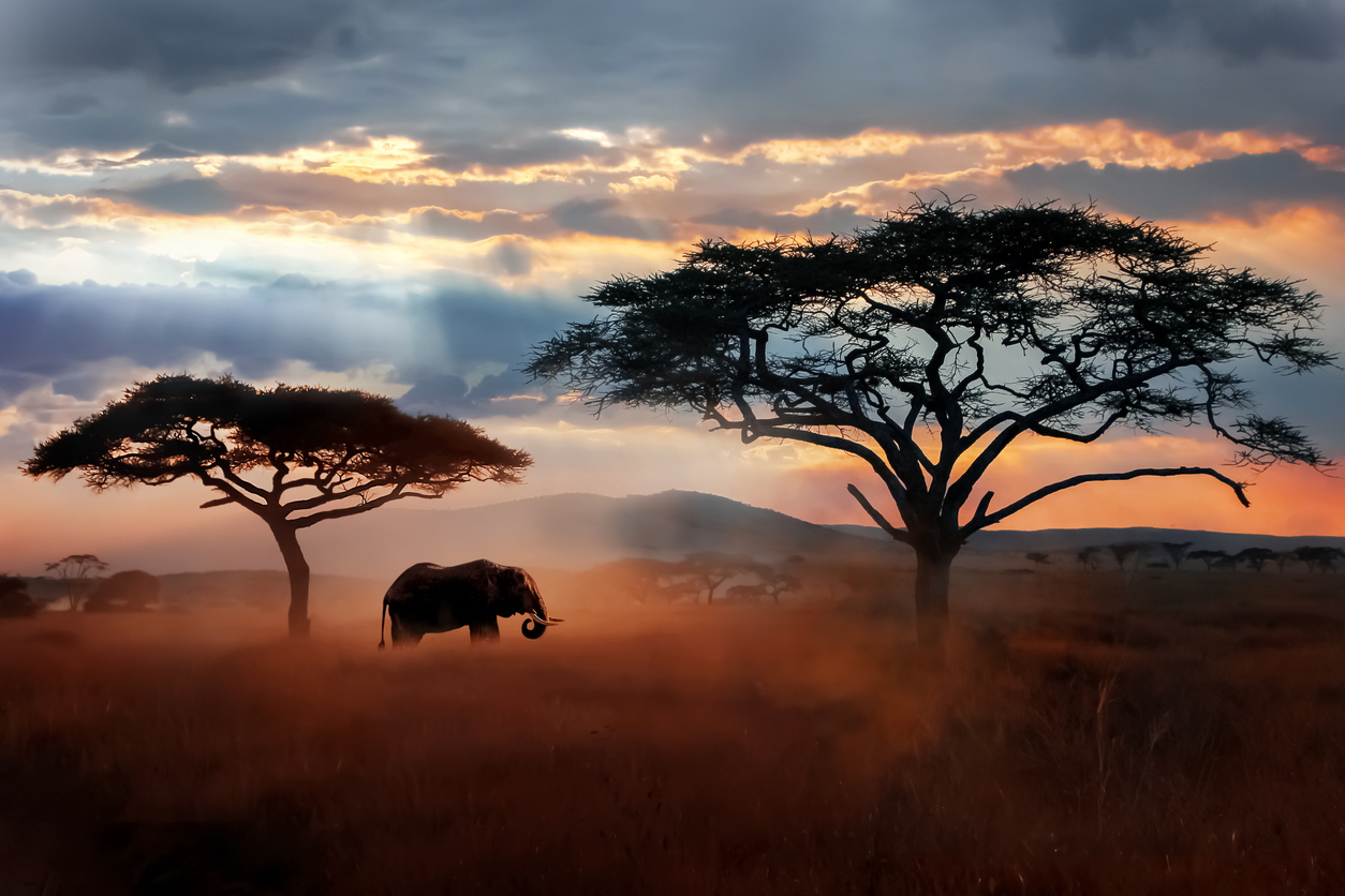Serengeti National Park, Tanzania, Africa