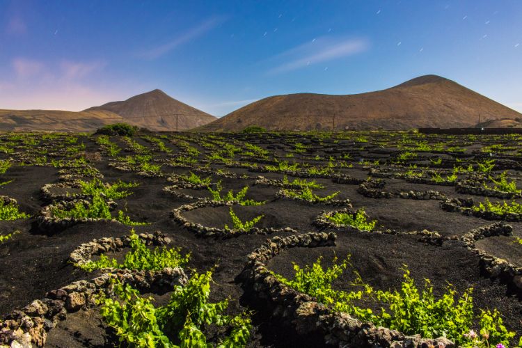Unique vineyards of Lanzarote Spain