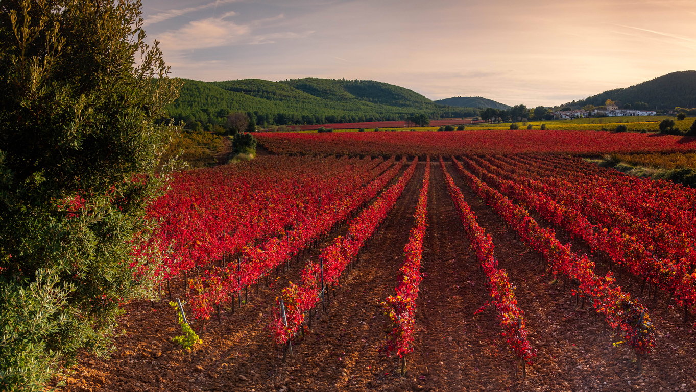 View of the beautiful Penedes vineyards and wine region in Spain