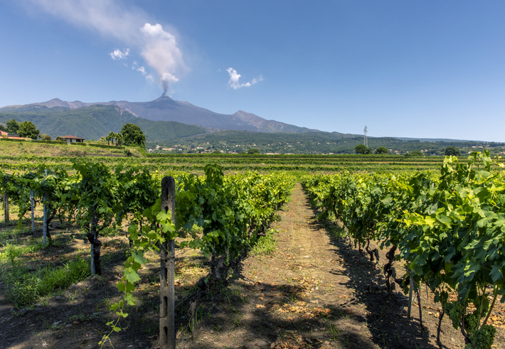 Mount Etna Sicily with vineyards and eruption pictured