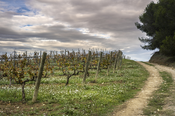 View of the vineyards in Penedes that produce Cava
