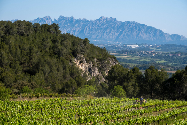 View of Penedes vineyards with a mountain backdrop