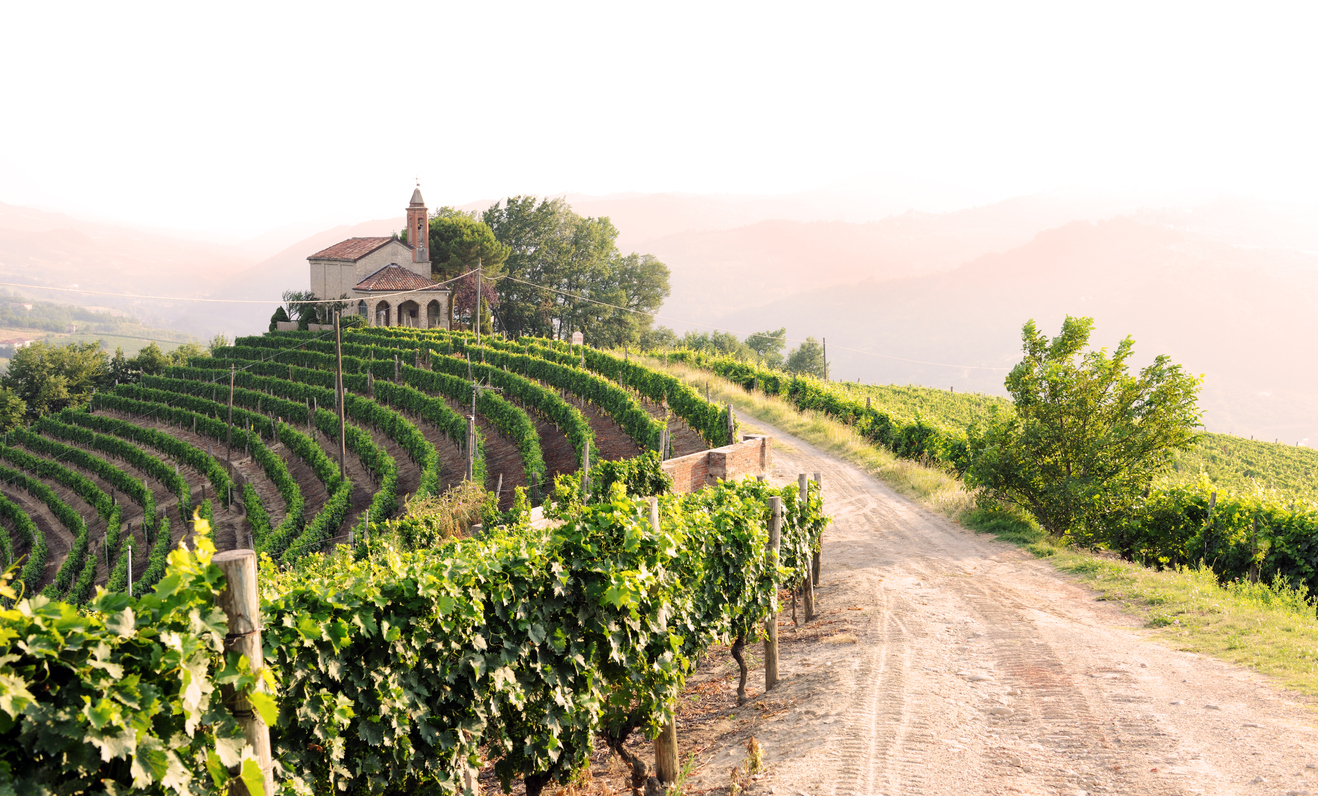 View from a hilltop in Piedmont, the famous Italian wine region