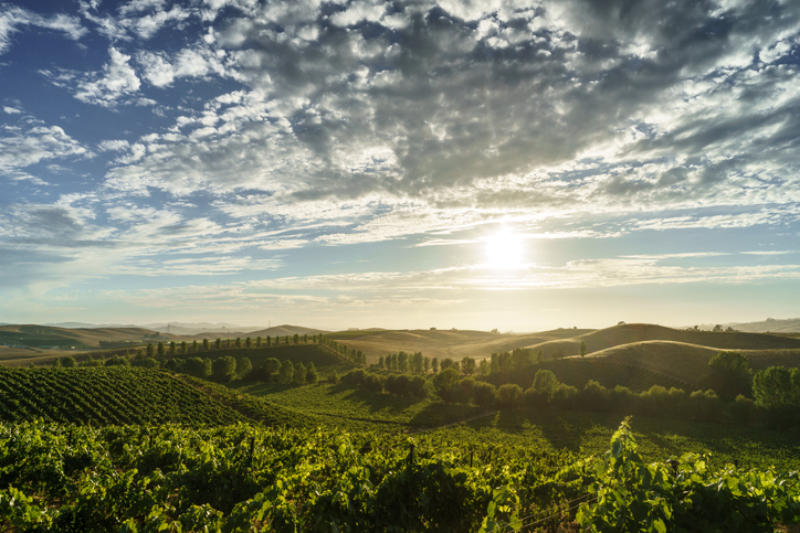 Bohemian Highway near Sonoma California