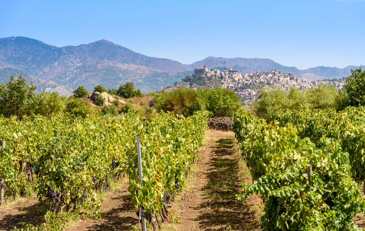 Wine tours in Sicily wine region