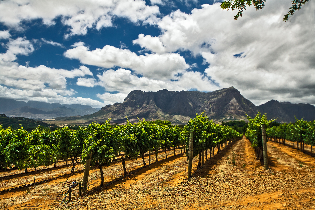 Vineyards near Cape Town South Africa