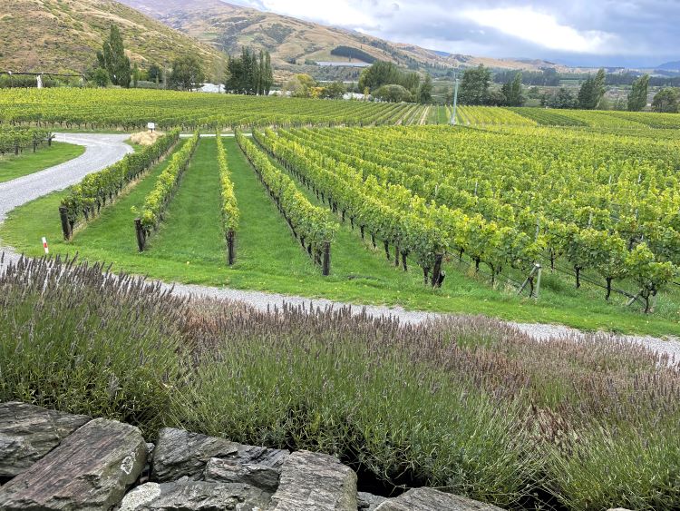 Vineyard View from Felton Road Cellar Door, Central Otago.