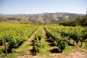 Douro Valley Wine Region View 2