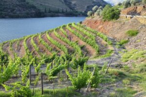 Douro Valley Wine Region View 4