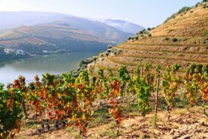 Douro Valley Wine Region View 7