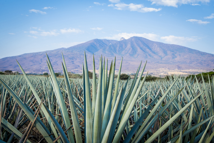 tequila landscape to Guadalajara, Jalisco, Mexico