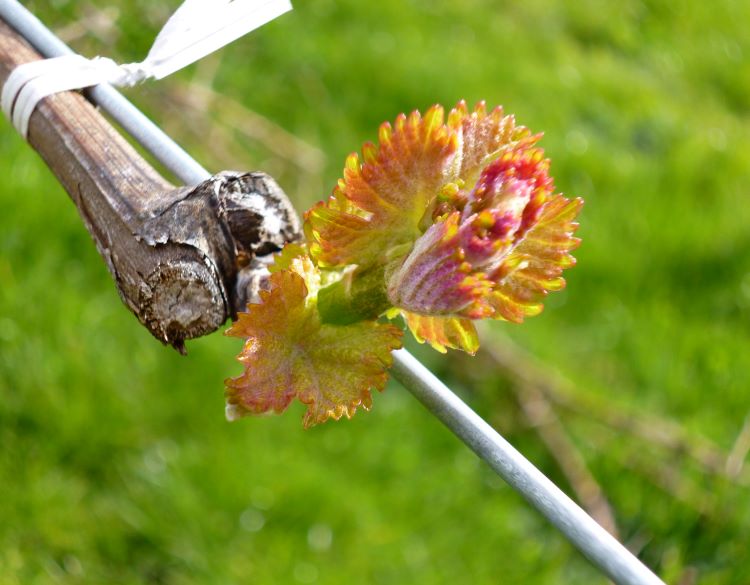 Budbreak at Blackbrook vineyard in NZ