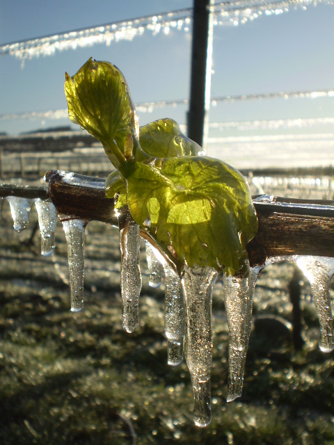 Budbreak at Borthwick Vineyard in Spring