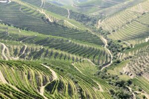Douro Valley Wine Region View 9