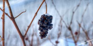 What is Ice Wine? (Eiswein): A Quick Guide