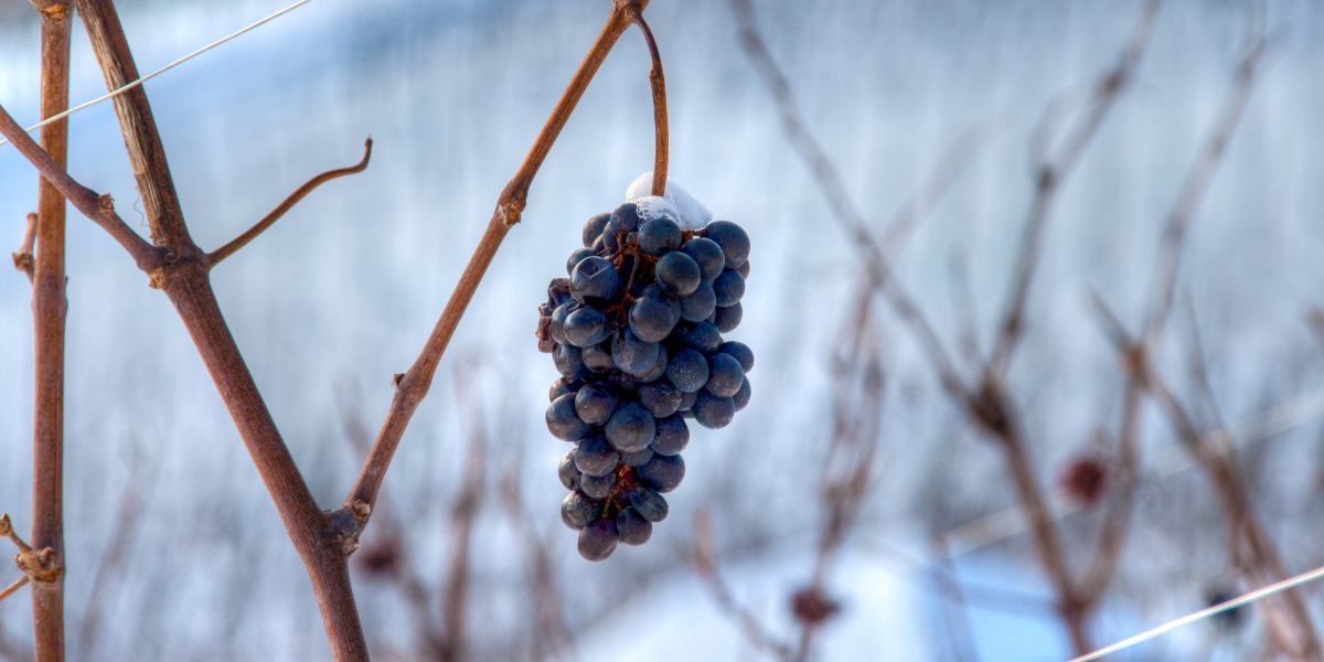 What Is Ice Wine? A Guide to Sweet Ice Wine (also known as Eiswein) | Winetraveler.com