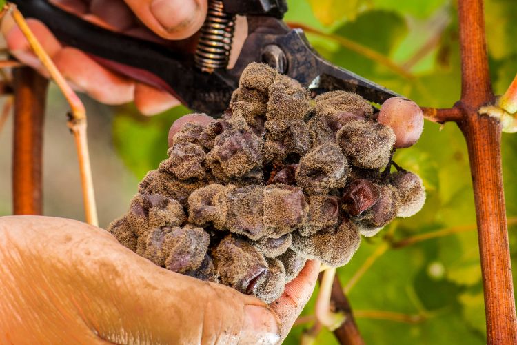 Grapes affected by Noble Rot in Sauternes