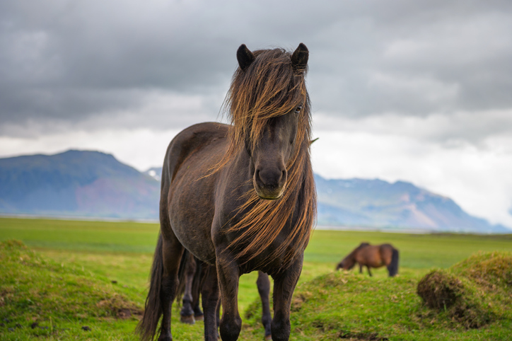 Icelandic horse in its natural habitat
