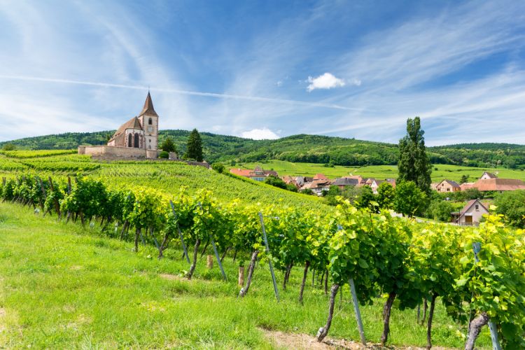 Hunawihr village in Alsace with vineyards and church