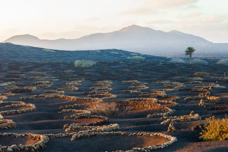 Lanzarote Vineyards