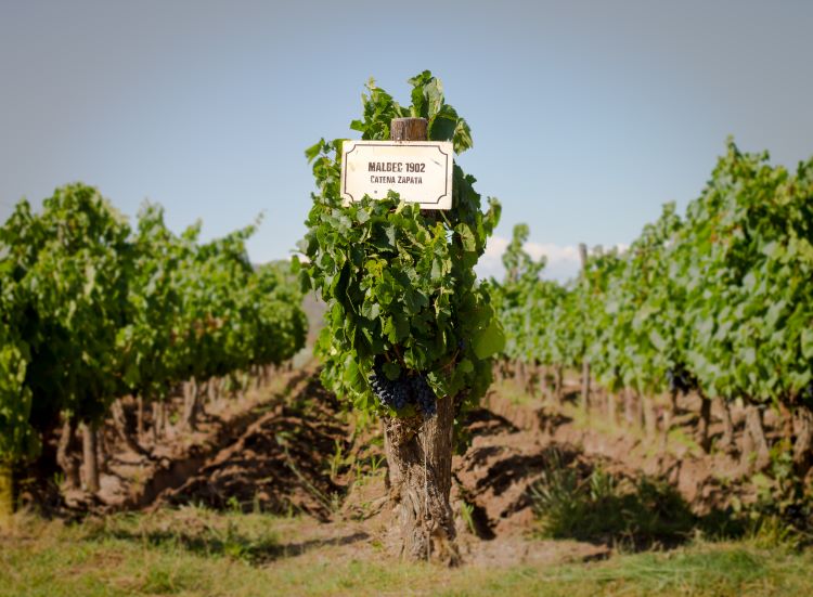 Bodega Catena Zapata in Mendoza Argentina