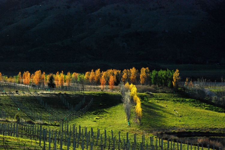 Maori Point Vineyard in Central Otago, NZ