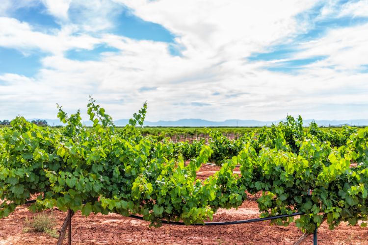 Vineyard in New Mexico