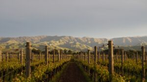 South Island New Zealand: Itinerary for Winetravelers