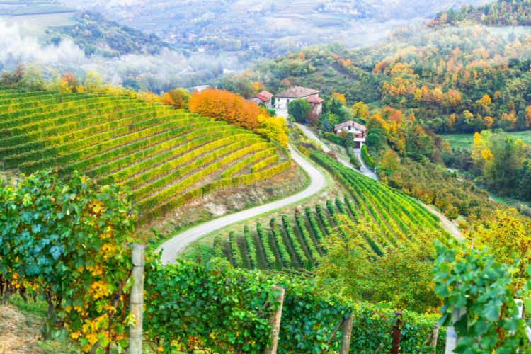 Piedmont vineyards at the beginning of fall from an aerial perspective