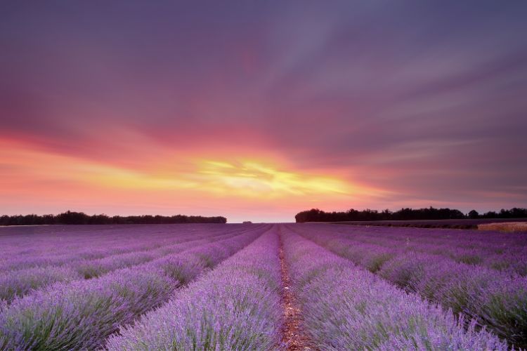 Provence is an ideal summer wine destination
