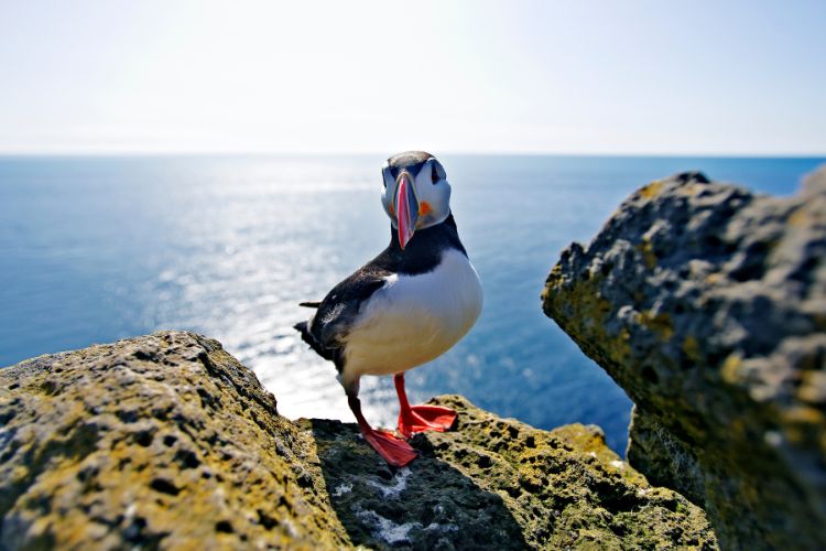 Puffin in Iceland