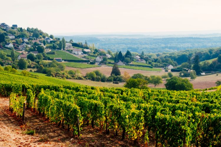 Sancerre Loire Valley Sauvignon Blanc Wine Type