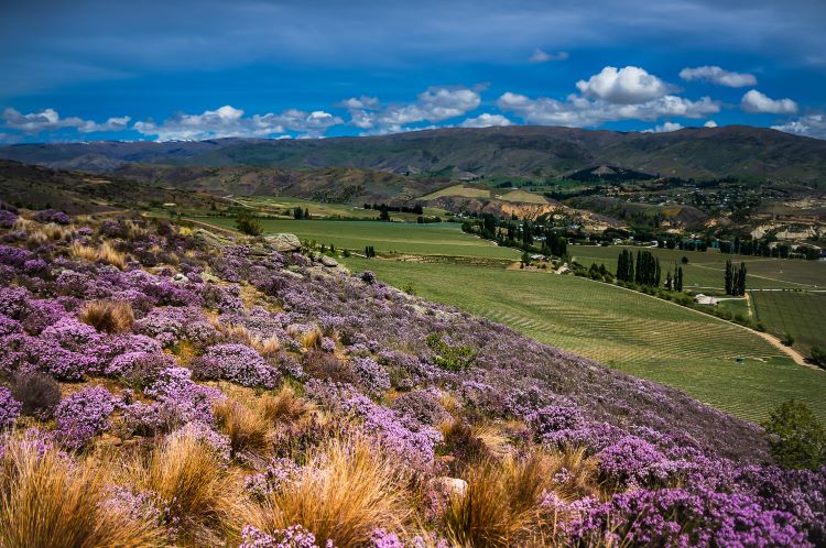 best wine tours nz