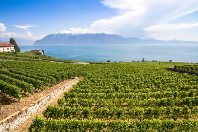 Beautiful view of the Swiss vineyards