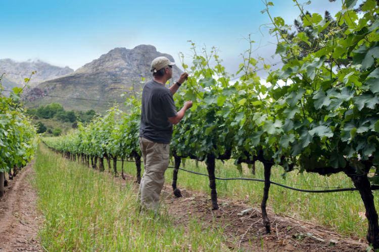 Tending to the Sauvignon Blanc vines in Stellenbosch, South Africa.