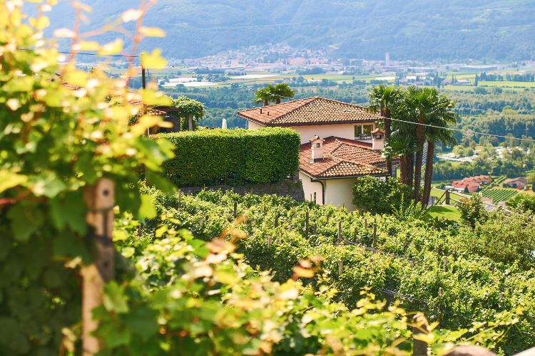 Ticino, Swiss Wine Region